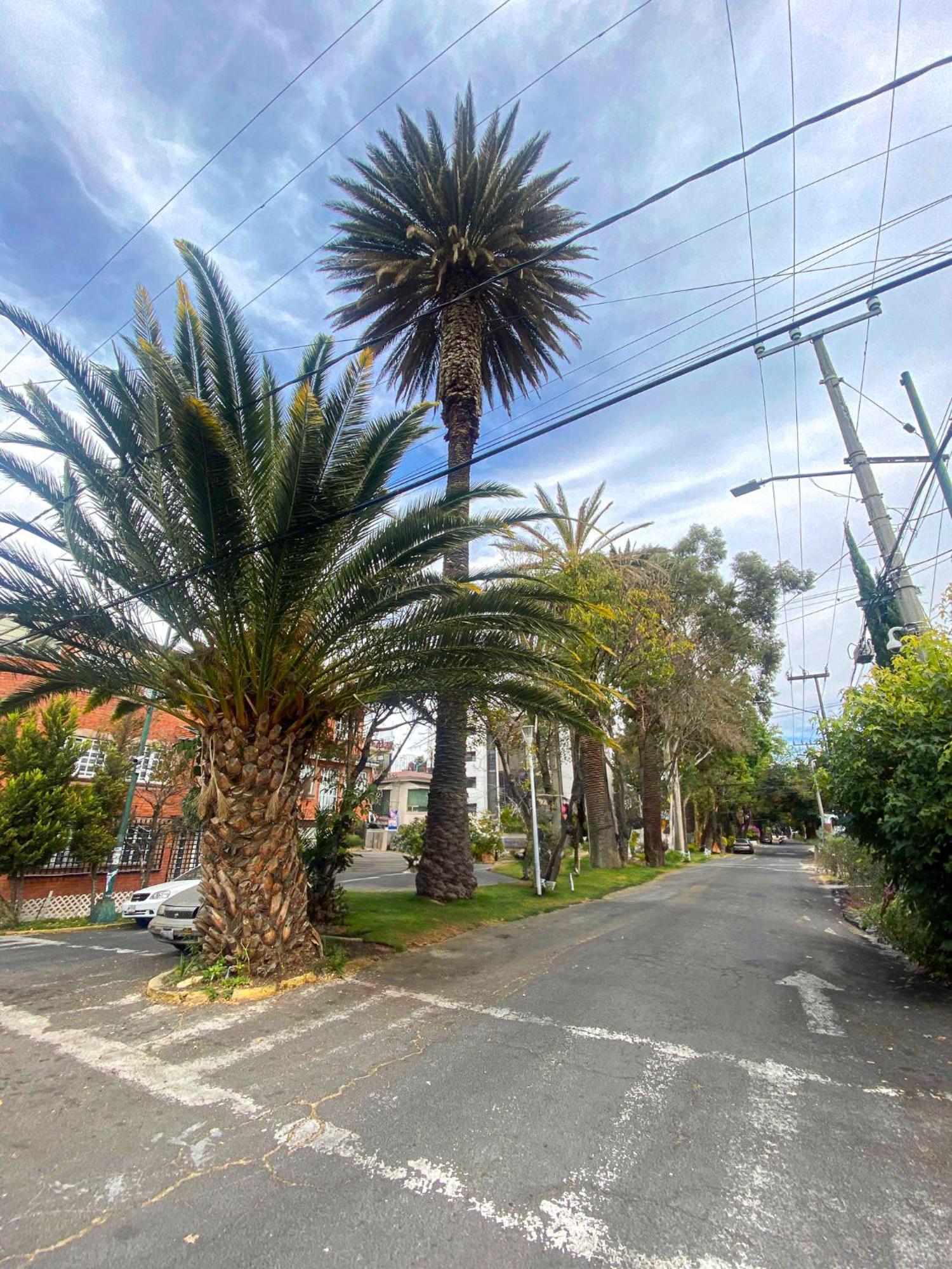 Modern Studio, Rooftop Charm, Cdmx Center2 Mexico-stad Buitenkant foto