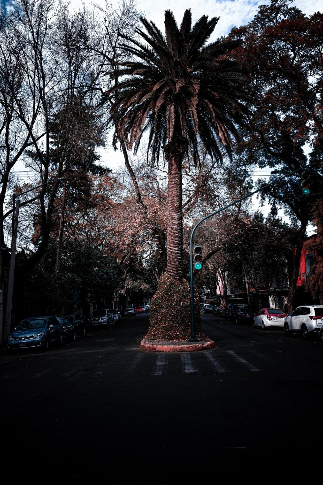 Modern Studio, Rooftop Charm, Cdmx Center2 Mexico-stad Buitenkant foto